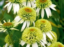 Jeżówka purpurowa - Echinacea purpurea 'Alba' Jeżówka purpurowa - Echinacea purpurea 'Alba'