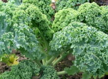 Jarmuż ma dekoracyjne liście i man mnóstwo witamin. Jarmuż ma dekoracyjne liście i man mnóstwo witamin.