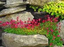 Skalnica Arendsa 'Blutenteppich'. Rośliny na skalniaki