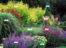 Rabata z miskantami Rabata z miskantami