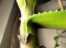 Aloes traci liście - najprawdopodobniej podłoże jest za bardzo ścisłe i za długo utrzymuje wilgoć Aloes traci liście - najprawdopodobniej podłoże jest za bardzo ścisłe i za długo utrzymuje wilgoć