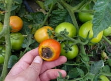 zaraza ziemniaczana na pomidorach objawy zarazy ziemniaczanej na pomidorach