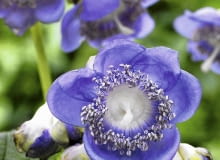 01A95P8U - Deinanthe caerulea