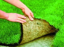 Korzenie darni na folii tworzą gęstą masę. Dzięki temu łatwo je oddzielić bez uszkodzenia od nieprzepuszczalnego podłoża.