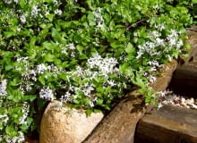 OGROD - POWOJNIK CLEMATIS JOUINIANA PRACECOX FOT. JERZY ROMANOWSKI PUBLIKACJA LADNY DOM NR 4 (66) - 4.2004