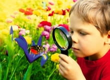 Irysy, kosaćce. Irysy, kosaćce.