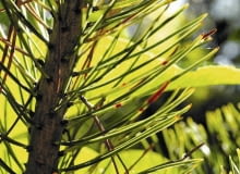 OSUTKA SOSNY atakuje drzewa bez względu na wiek. Osłabione chorobą igły opadają na ziemię. Trzeba je zgrabić i spalić! UWAGA ! DO JEDNORAZOWEJ PUBLIKACJI IGLY SOSNY ZAATAKOWANE PRZEZ CHOROBE GRZYBOWA - OSUTKE FOT. ANNA KULIKOWSKA PUBLIKACJA KWIETNIK NR 11 (191) - 11 2010 SLOWA KLUCZOWE: ROSLINA CHOROBA DRZEWO ZDJĘCIE DO WKŁADKI: PUBLIKACJA KWIETNIK NR 11 (191) - CZASOPISMA