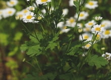 ZŁOCIEŃ MARUNA przez całe lato tworzy biało-żółte kwiatostany - koszyczki. ZŁOCIEŃ MARUNA przez całe lato tworzy biało-żółte kwiatostany - koszyczki.