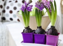 GDY KWIATY ZASCHNĄ, pozostawmy liście, by w cebuli mogły się gromadzić substancje zapasowe.