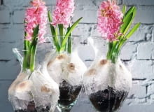 Wiosenna kompozycja w szklanym naczyniu z hiacyntami