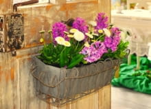 Hiacynty i stokrotki to dobrze uzupełniająca się para. Gdy pierwsze przekwitną, te drugie zdobią pojemnik kilka tygodni. Hiacynty i stokrotki to dobrze uzupełniająca się para. Gdy pierwsze przekwitną, te drugie zdobią pojemnik kilka tygodni.