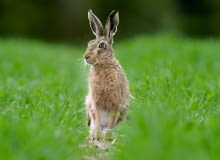 MIMO DOSKONAŁEGO PRZYSTOSOWANIA DO ŚRODOWISKA zajęcy ubywa. Główną tego przyczyną są zmiany, jakie człowiek wywołał w środowisku, zagospodarowując lasy i łąki, gdzie zające mogły się schronić i znajdować pożywienie.