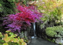 ogórd japoński UWAGA ! PUBLIKACJA WYLACZNIE PO UZYSKANIU ZGODY REDAKCJI OGRODOW JESIEN , OGROD PRYWATNY W STYLU JAPONSKIM ; WLASCICIEL - EDWARD MAJCHER NZ DRZEWO - KLON , OCZKO WODNE , WODOSPAD FOT. LILIANNA SOKOLOWSKA PUBLIKACJA OGRODY NR 11 (151) - 11 2011 SLOWA KLUCZOWE: OGROD PRZYRODA DRZEWA JESIEN WODA ROSLINA XNO ZDJĘCIE DO WKŁADKI: PUBLIKACJA OGRODY NR 11 (151) - CZASOPISMA