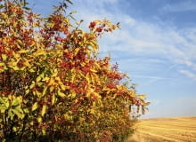 1. Trzmielina pospolita (Euonymus europaeus) Krzew tworzy efektowne różowe owoce z nasionami w pomarańczowej osnówce. a w nich pakiet szkodliwych glikozydów (m.in. ewobiozyd i ewomonozyd). Zatrucie objawia się czasem po kilkunastu godzinach. Występują osłabienie, wymioty, biegunka, dreszcze, nierzadko paraliż, a zjedzenie przez dorosłego człowieka 35 owoców może spowodować zgon. Natomiast ptakom, które je jedzą, toksyny nie szkodzą. 1. Trzmielina pospolita (Euonymus europaeus) Krzew tworzy efektowne różowe owoce z nasionami w pomarańczowej osnówce. a w nich pakiet szkodliwych glikozydów (m.in. ewobiozyd i ewomonozyd). Zatrucie objawia się czasem po kilkunastu godzinach. Występują osłabienie, wymioty, biegunka, dreszcze, nierzadko paraliż, a zjedzenie przez dorosłego człowieka 35 owoców może spowodować zgon. Natomiast ptakom, które je jedzą, toksyny nie szkodzą.