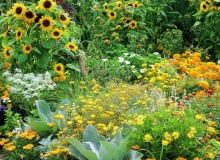 Rabata Sommerblumenbeet mit einjhrigen Sommerblumen (helianthus annuus) wie Sonnenblumen und Studentenblumen (tagetes) in Gelbtnen.