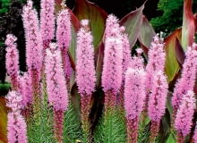 Liatra kłosowa, Liatris spicata