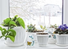 Rośliny domowe Rośliny domowe