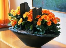 Begonia zimowa (Begonia elatior). Kwiaty doniczkowe kwitnące zimą Begonia zimowa (Begonia elatior). Kwiaty doniczkowe kwitnące zimą