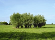 wierzba iwa 18.05.2003 TUCHOLA DRZEWA LISCIASTE WIERZBA IWA SALIX CAPREA KEPA DRZEW ROSNACA WOKOL STAWU FOT PAWEL SLOMCZYNSKI / AGENCJA GAZETA PUBLIKACJA OGRODY NR 3 (83) - 3.2006 SLOWA KLUCZOWE: DRZEWA ZDJĘCIE DO WKŁADKI: PUBLIKACJA OGRODY NR 3 (83) - CZASOPISMA