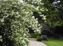 01A94X1F - Philadelphus Lemoinei