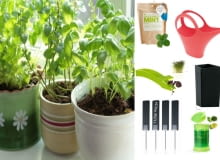 Zioła z własnej uprawy Zioła z własnej uprawy