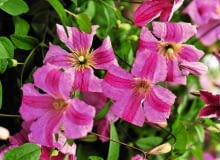 Powojnik 'Krakowiak'