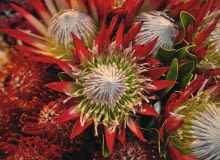 protea królewska protea królewska
