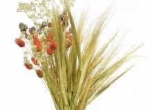 Nie pozwólmy latu odejść na tak długo. Zachowajmy wspomnienie o nim nie tylko w fotograficznych albumach, ale także w... wazonach. Przygotujmy suche bukiety - niech przez resztę roku przypominają o słońcu i wakacjach. <BR />Suszyć można w zasadzie wszystko, co wpadnie nam w ręce w ogrodzie lub na łące. Oprócz gatunków wspomnianych niżej - m.in. róże, suchołuski, ostróżki, zatrwiany, wrotycz, krwawniki, wieczniki, chabry, celozję, czarnuszkę damasceńską, rozchodniki i oczywiście trawy i zboża. <BR />Czas zbierania. Kwiaty nie powinny być zupełnie rozwinięte, trawy ścinamy przed pyleniem (warto więc zebrać je we wcześniejszych miesiącach). Nie zrywajmy roślin w deszczowe dni ani o poranku, gdy jest rosa, bo wtedy zgniją. <BR />Metody suszenia. Najprostsza jest tzw. zielarska: rośliny związane w pęczki wieszamy do góry nogami w przewiewnym, zacienionym miejscu (w słońcu szybko zblakną kolory). Gatunki o sztywnych pędach (m.in. pałka wodna, czosnek) dobrze zaschną w naturalnej pozycji. Inne (np. gipsówkę, lawendę, hortensję) można zostawić w wazonie z niewielką ilością wody. Paprocie i trawy przekładamy bibułką i obciążamy grubą książką. Inne metody są bardziej pracochłonne. Pojedyncze koszyczki kwiatów (np. kacanek), szyszki i strąki suszy się na rozpiętej siatce lub firance. Jeżeli zależy nam na zachowaniu kształtu i koloru dużych kwiatów (dalia, malwa, róże), wstawiamy je do pojemnika łodygami do góry i zasypujemy piaskiem. <BR />Utrwalanie. Najlepiej zrobić to w roztworze składającym się mniej więcej z 2/3 wody i 1/3 gliceryny (kąpiel powinna trwać 5-7 dni). Tak zakonserwowane rośliny nie będą się kruszyć ani łamać, zachowają również kolory (przebarwią się tylko zielone części).