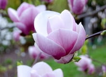 Magnolia Soulangeana 'Lennei' Magnolia Soulangeana 'Lennei'