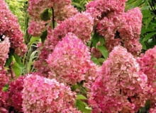 Odmiana VANILLE FRAISE została wprowadzona przez Jeana Renault i wprowadzona do handlu przez Pepinieres Renaulta w Grron (Francja) w 2005 r. Odmiana VANILLE FRAISE została wprowadzona przez Jeana Renault i wprowadzona do handlu przez Pepinieres Renaulta w Grron (Francja) w 2005 r.