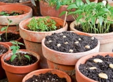 Nasiona dobrej jakości.