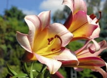 Lilia 'Pink Perfection' należy do grupy lilii trąbkowych. Jej wonne kwiaty podziwiamy przez cały lipiec. Roślina ma dużą siłę wzrostu, osiąga ok. 180 cm. Odmiana ta wymaga ściółkowania gleby w celu ochrony przed mrozami i osłony przed wiosennymi przymrozkami (można użyć np. agrowłókniny). Trompeten Lilien, Trumpet Lilies, Lilie trąbkowe Colour: pink , różowy SLOWA KLUCZOWE: Trompeten Lilien, Trumpet Lilies, Lilie trąbkowe Lilium Pink Perfection