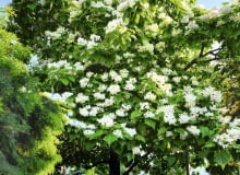 Kwitnąca surmia, często zwana też katalpą, jest wspaniałą ozdobą każdego ogrodu (tutaj Catalpa bignonioides) Catalpa bignonioides SLOWA KLUCZOWE: Catalpa bignonioides trees deciduous large leaves bell-shaped flowers late summer long slender capsule seeds