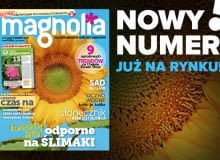 Magazyn Magnolia