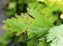 Septorioza na liściach selera. Anna Kulikowska