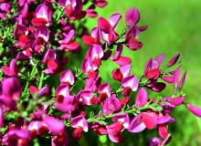 Żarnowiec 'Boskoop Ruby' kwitnie w kwietniu i w maju. Jest jednak tylko częściowo odporny. Żarnowiec 'Boskoop Ruby' kwitnie w kwietniu i w maju. Jest jednak tylko częściowo odporny.