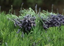 Lawenda - pięknie pachnie, odpręża i uspokaja 26.06.2008 NOWE KAWKOWO KOLO OLSZTYNA , GOSPODARSTWO AGROTURYSTYCZNE , LAWENDOWE POLE JOANNY POSOCH , LAWENDOWE ZNIWA . FOT. TOMASZ WASZCZUK / AGENCJA GAZETA