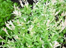 WIERZBA CAŁOLISTNA ?HAKURO-NISHIKI? SLOWA KLUCZOWE: liście