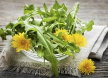 Mniszek lekarski Mniszek lekarski