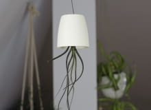 Oplątwa w wiszącej doniczce