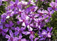 Skalniaki - dobór roślin. Płomyki (floksy) najlepiej rosną w miejscach ciepłych i słonecznych 16.05.2005 WARSZAWA PHLOX SUBULATA PLOMYK SZYDLASTY FLOKS BYLINA ROSLINA NA SKALNIAK KOLOR ROZOWY FIOLETOWY FOT. ZIEMOWIT WARDECKI / AGENCJA GAZETA ZW DVD005