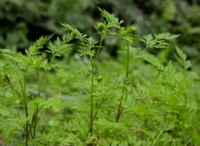 Blekot pospolity Blekot pospolity