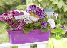 Kompozycja na balkon Pflanzensticker in Herzform in lila Geranienkasten SLOWA KLUCZOWE: Balkon Balkonblume Balkonblumen Balustrade Blume Blumenkasten Blumenkästen Blumensticker Dekoration Geländer Geranie Geranien Herz Herzen Holzstab Holzstäbchen Idee Pelargonium Pflanzensticker Sommer Sommerbalkon Sommerblume Sommerterrasse Sticker Sticks Terrasse floral lila violett Niemand *** Local Caption *** 00096541