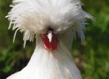 KOGUT RASA BIALOCZOB POLSKI BIALY KURA PTAK ZWIERZE DROB OZDOBNY FOT. WLADYSLAW KWIATKOWSKI PUBLIKACJA KWIETNIK NR 8 (104) - 8.2003 SLOWA KLUCZOWE: PTAKI ROLNICTWO ZDJĘCIE DO WKŁADKI: PUBLIKACJA KWIETNIK NR 8 (104) - CZASOPISMA