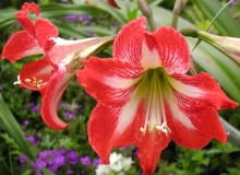 Hipeastrum Baby Star Wikimedia Commons/Bill Murray