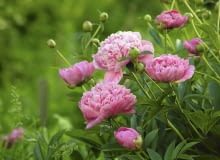 Aby piwonia kwitła obficie, trzeba posadzić ją niezbyt głęboko w żyznej ziemi i regularnie podlewać. Aby piwonia kwitła obficie, trzeba posadzić ją niezbyt głęboko w żyznej ziemi i regularnie podlewać.