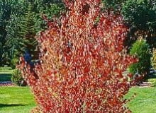 Na stanowiskach mocno nasłonecznionych, grójeczniki w drugiej połowie lata przebarwiają się na ceglastoróżowy kolor. W takich miejscach rosną jednak słabiej niż w zacisznym cieniu wysokich drzew. Na stanowiskach mocno nasłonecznionych, grójeczniki w drugiej połowie lata przebarwiają się na ceglastoróżowy kolor. W takich miejscach rosną jednak słabiej niż w zacisznym cieniu wysokich drzew.