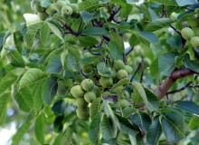 W środku lata można bezpiecznie przyciąć gałęzie orzecha, nie obawiając się, że z ran będzie kapać sok. Do jesieni rany się zabliźnią. W środku lata można bezpiecznie przyciąć gałęzie orzecha, nie obawiając się, że z ran będzie kapać sok. Do jesieni rany się zabliźnią.