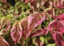 Dereń biały 'Sibirica Variegata' Dereń biały 'Sibirica Variegata'