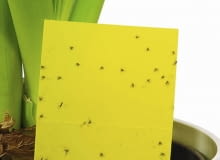 Żółte lepy eliminują sporą część latających form ziemiórek, ale oprócz nich trzeba zastosować też inne sposoby. Żółte lepy eliminują sporą część latających form ziemiórek, ale oprócz nich trzeba zastosować też inne sposoby.